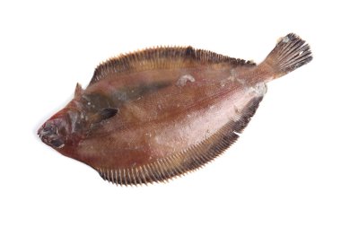 Düz başlı taban (Hipoglossoides elassodon) beyaz üzerinde izole