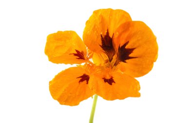 Büyüyen nasturtiyum beyazda izole edilmiş.