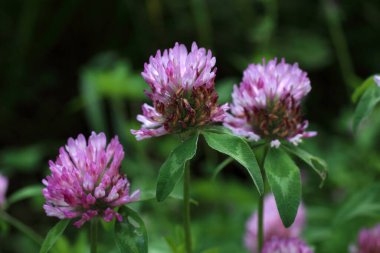Büyüyen kırmızı yonca (trifolium pratense). Yem mahsulü, toprağı iyileştirmek (azot saplantısı). Bal bitkisi