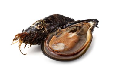 Beyazlar üzerinde yalıtılmış midyeler