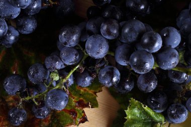 Masada siyah şarap üzümü