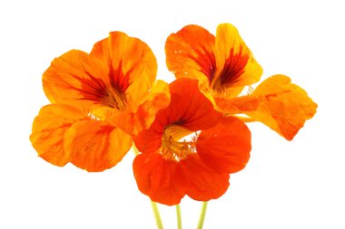 Büyüyen nasturtiyum beyazda izole edilmiş.