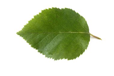 beyaz arkaplanda yeşil yapraklar izole