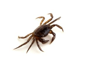 Küçük yengeç bembeyaz