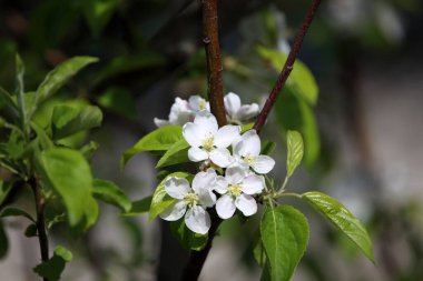 İnanılmaz çiçeklere yakın.