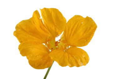 Büyüyen nasturtiyum beyazda izole edilmiş.