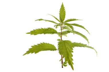 Büyüyen ısırgan otu beyazı izole eder