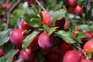 Olgun taze erikler. görünümü kapat