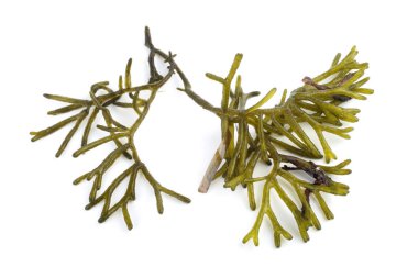 Beyaz arkaplanda yeşil yosun yaprakları