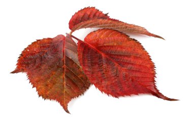 Blackberry 'nin sonbahar yaprakları beyaz arkaplanda