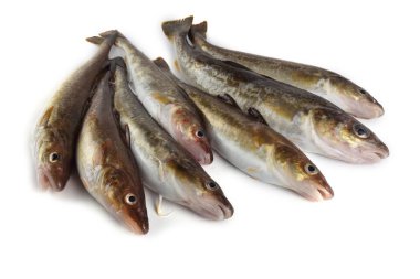 Safran morina balığı beyazda izole edilmiş.