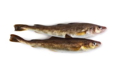 Safran morina balığı beyazda izole edilmiş.