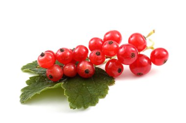 Beyaz arkaplanda kırmızı frenk üzümü var.