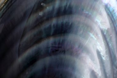 Çoklu renkli midye kabuğu arkaplanı