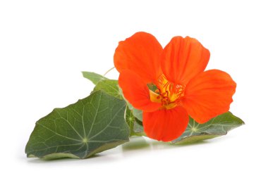 İnanılmaz çiçeklere yakın.