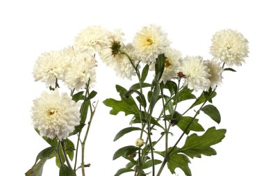 İnanılmaz çiçeklere yakın.