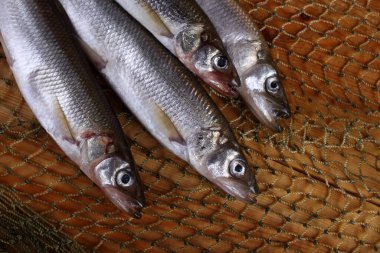 Büyük Pasifik eritilmiş balık ağı (Osmerus mordax)