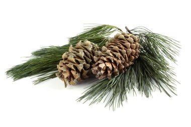 Çam fıstığı beyaza izole edilmiş.