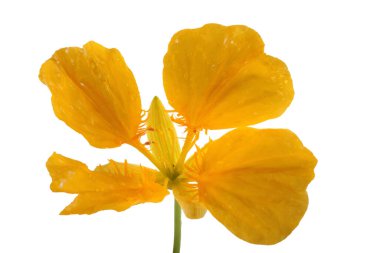 Büyüyen nasturtiyum beyazda izole edilmiş.