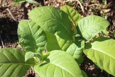 Çiftlikte tütün yetiştiriyorum.