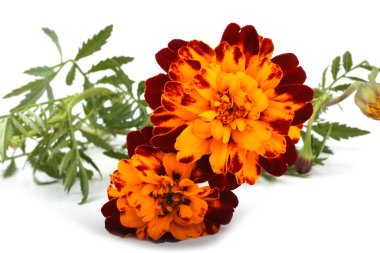 beyaz arkaplanda izole edilmiş kadife çiçekleri