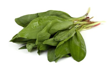 Ramson (Buckram, ayı pırasası, yabani sarımsak, ayı sarımsağı, geniş yapraklı sarımsak, ahşap sarımsak)