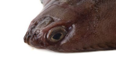 Düz başlı taban (Hipoglossoides elassodon) beyaz üzerinde izole