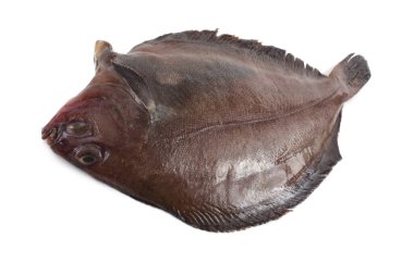 Düz başlı taban (Hipoglossoides elassodon) beyaz üzerinde izole