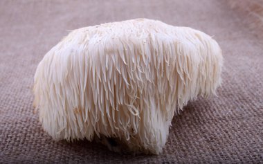 Hericium erinaceus mantarı (maymun kafası mantarı, sakallı diş mantarı, kirpi mantarı, ponpon, aslan yelesi mantarı))