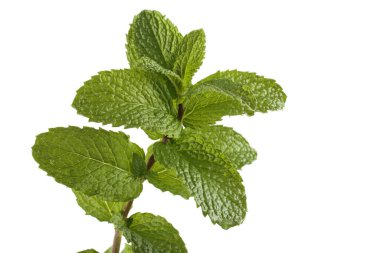 Beyazda izole edilmiş nane yetiştirme