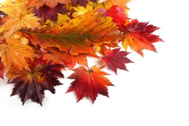 sonbahar yaprakları beyaz arkaplanda izole