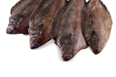 Düz başlı taban (Hipoglossoides elassodon) beyaz üzerinde izole