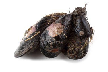 Beyazlar üzerinde yalıtılmış midyeler