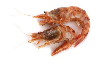 Argis lar (kuro karides, Kuzey Argid). Pasifik karidesi