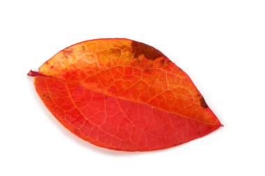 Sonbahar yabanmersini yaprağı beyaza izole edilmiş.