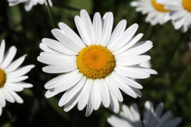 İnanılmaz çiçeklere yakın.