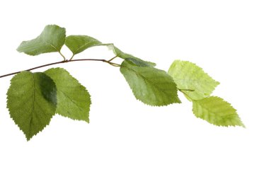 beyaz arkaplanda yeşil yapraklar izole