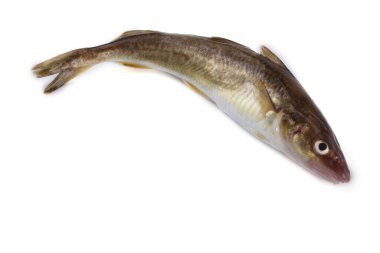 Safran morina balığı beyazda izole edilmiş.