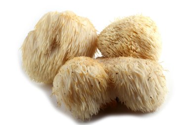 Hericium erinaceus mantarı (maymun kafası mantarı, sakallı diş mantarı, kirpi mantarı, ponpon, aslan yelesi mantarı))