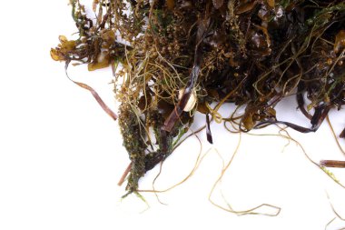 Beyaz arkaplanda yeşil yosun yaprakları