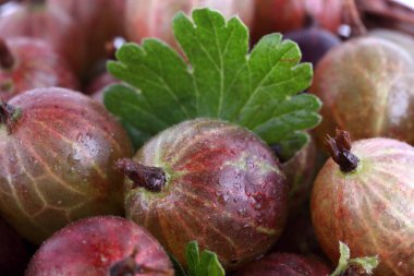 Pembe ve menekşe bektaşi üzümü arka planı