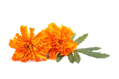 beyaz arkaplanda izole edilmiş kadife çiçekleri