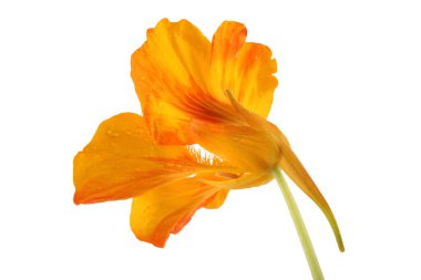 Büyüyen nasturtiyum beyazda izole edilmiş.