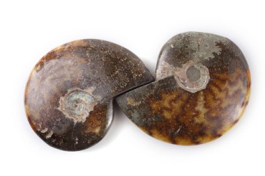 Beyazda izole edilmiş ammonitler