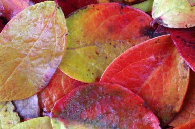 Düşen sonbahar yapraklarını kapatın.