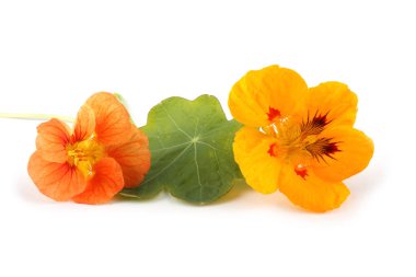 İnanılmaz çiçeklere yakın.