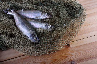 İnternette ringa balığı. Yakalayın