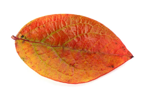 Hoja Arándano Otoño Aislada Blanco — Foto de Stock