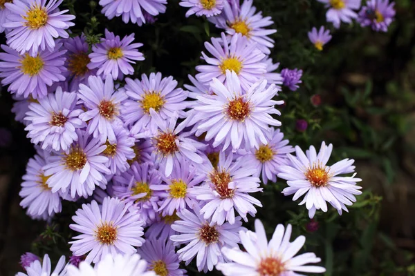 İnanılmaz çiçeklere yakın.