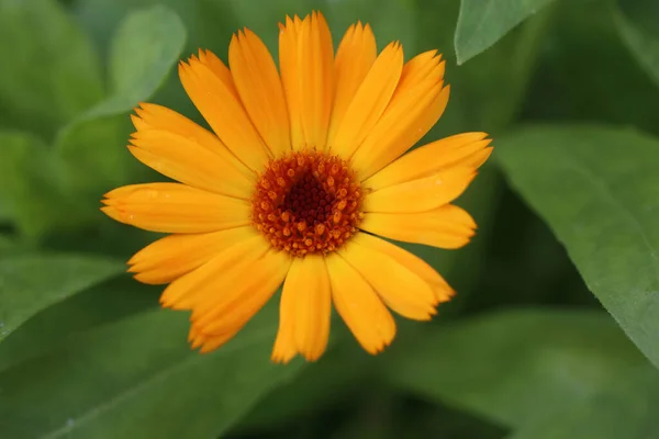 素晴らしい開花の花の終わり — ストック写真